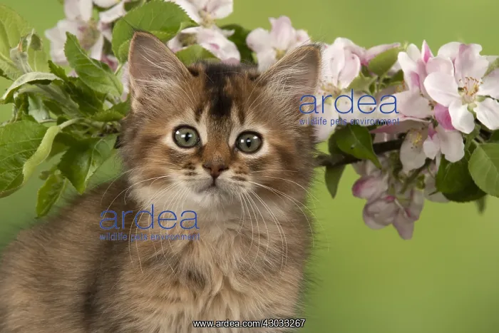 : CAT, Somali kitten ( usual Tortoise shell ) 9 weeks : CAT, Somali kitten ( usual Tortoise shell ) 9 weeks