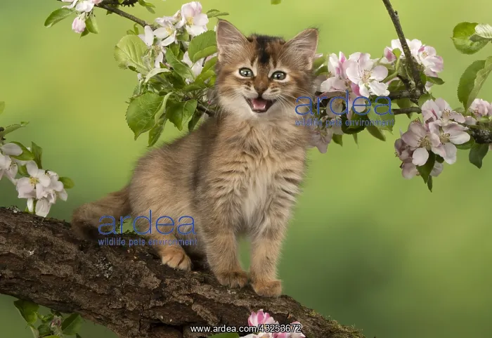 : CAT, Somali kitten ( usual Tortoise shell ) 9 weeks : CAT, Somali kitten ( usual Tortoise shell ) 9 weeks