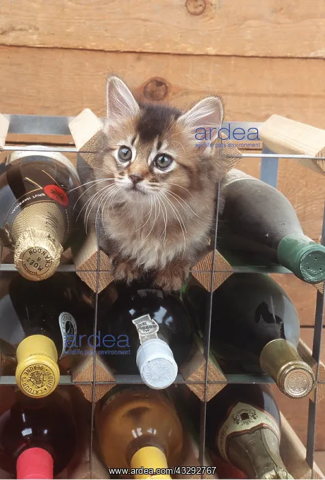 : CAT - SOMALI KITTEN - IN WINE RACK : CAT - SOMALI KITTEN - IN WINE RACK