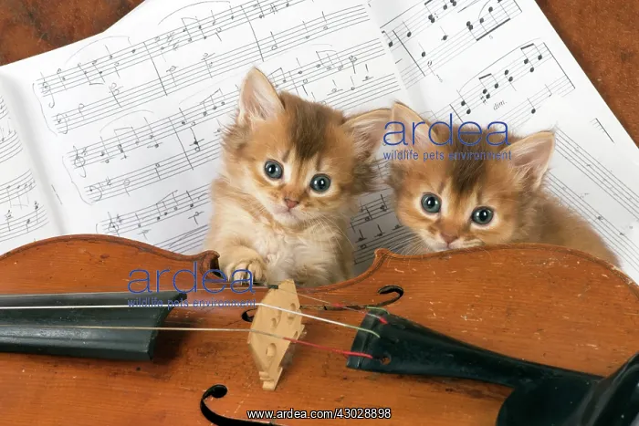 : CAT. Somali kittens ( 6 weeks old ) with music & : CAT. Somali kittens ( 6 weeks old ) with music &