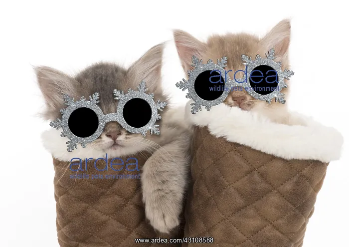 : CAT. Somali kittens ( 8 weeks old ) blue & : CAT. Somali kittens ( 8 weeks old ) blue &