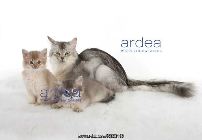 : CAT. Somali kittens ( 8 weeks old ) blue & fawn, mot : CAT. Somali kittens ( 8 weeks old ) blue & fawn, mot