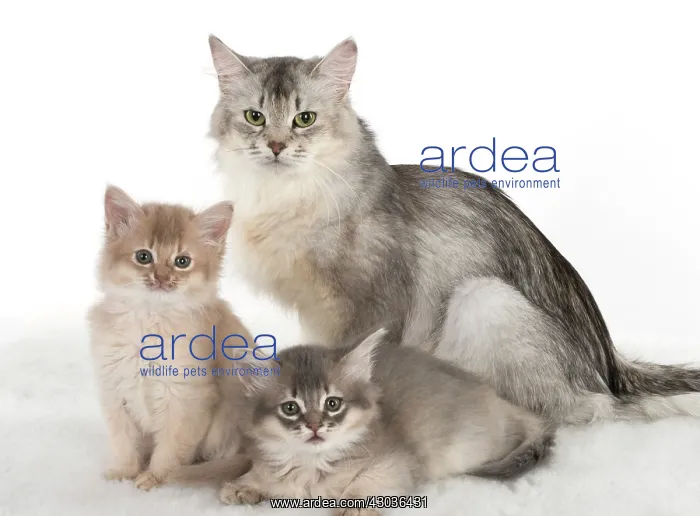 : CAT. Somali kittens ( 8 weeks old ) blue & fawn, mot : CAT. Somali kittens ( 8 weeks old ) blue & fawn, mot