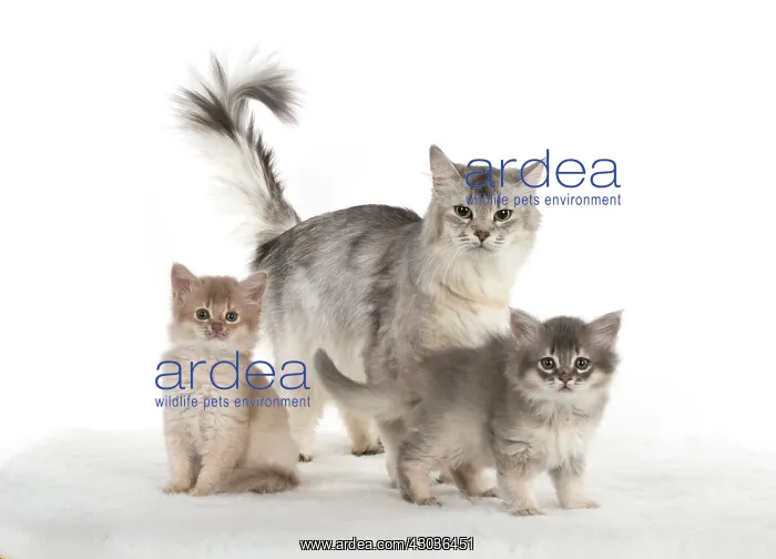 : CAT. Somali kittens ( 8 weeks old ) blue & fawn, mot : CAT. Somali kittens ( 8 weeks old ) blue & fawn, mot