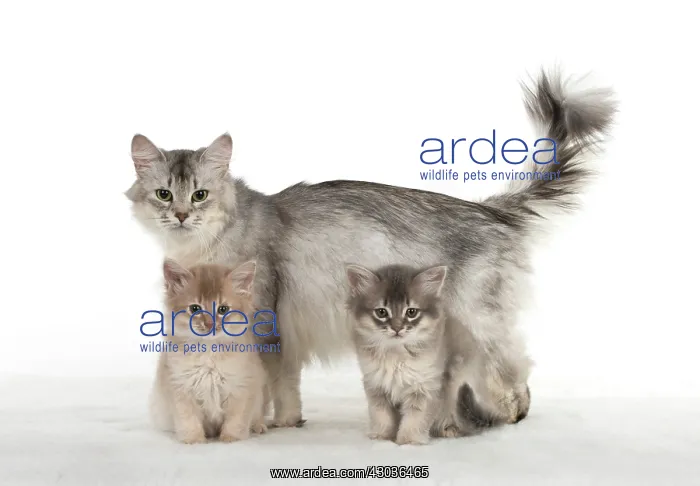 : CAT. Somali kittens ( 8 weeks old ) blue & fawn, mot : CAT. Somali kittens ( 8 weeks old ) blue & fawn, mot