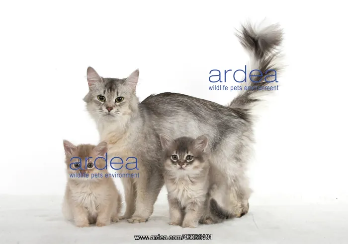  : CAT. Somali kittens ( 8 weeks old ) blue & fawn, mot