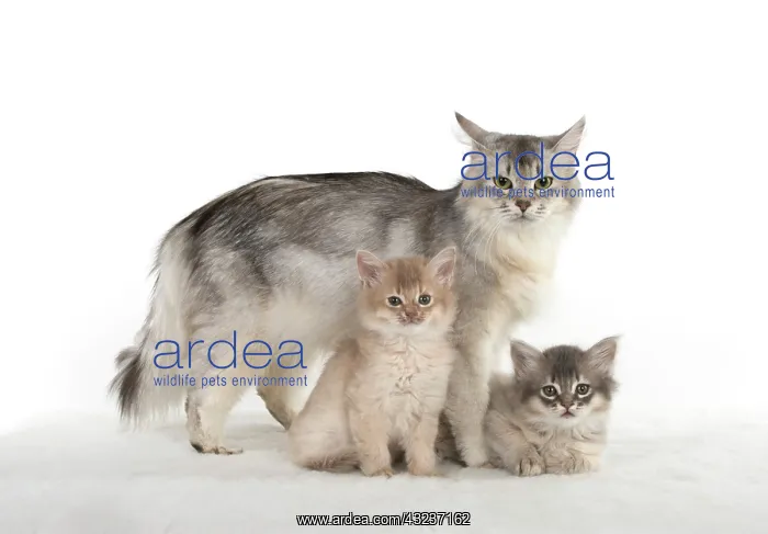 : CAT. Somali kittens ( 8 weeks old ) blue & fawn, mot : CAT. Somali kittens ( 8 weeks old ) blue & fawn, mot