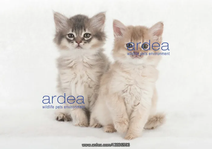 : CAT. Somali kittens ( 8 weeks old ) blue & fawn CAT : CAT. Somali kittens ( 8 weeks old ) blue & fawn CAT