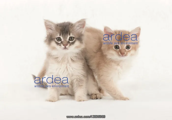 : CAT. Somali kittens ( 8 weeks old ) blue & fawn CAT : CAT. Somali kittens ( 8 weeks old ) blue & fawn CAT