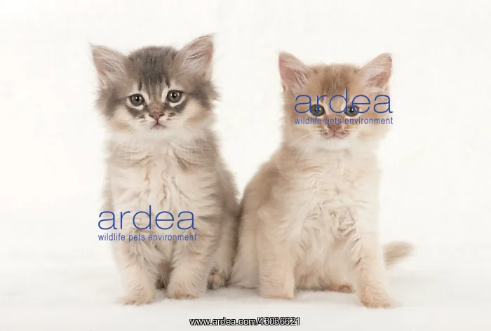 : CAT. Somali kittens ( 8 weeks old ) blue & fawn CAT : CAT. Somali kittens ( 8 weeks old ) blue & fawn CAT