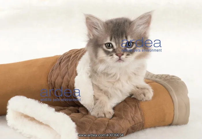  : CAT. Somali kittens ( 8 weeks old ) blue & fawn CAT