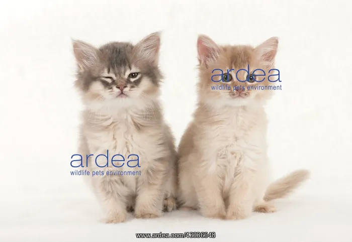 : CAT. Somali kittens ( 8 weeks old ) blue & fawn CAT : CAT. Somali kittens ( 8 weeks old ) blue & fawn CAT