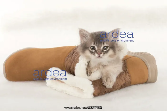  : CAT. Somali kittens ( 8 weeks old ) blue & fawn CAT