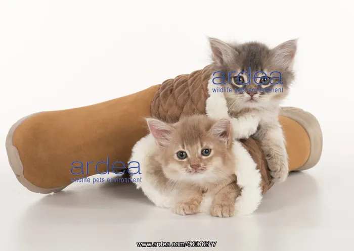 : CAT. Somali kittens ( 8 weeks old ) blue & fawn CAT : CAT. Somali kittens ( 8 weeks old ) blue & fawn CAT