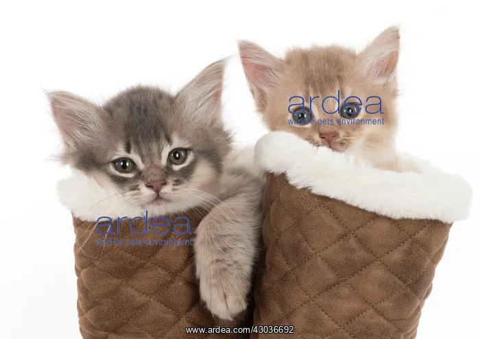 : CAT. Somali kittens ( 8 weeks old ) blue & fawn CAT : CAT. Somali kittens ( 8 weeks old ) blue & fawn CAT