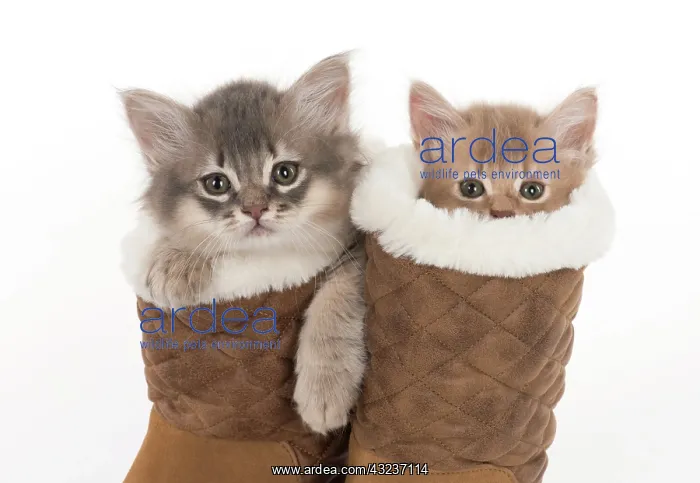 : CAT. Somali kittens ( 8 weeks old ) blue & fawn CAT : CAT. Somali kittens ( 8 weeks old ) blue & fawn CAT