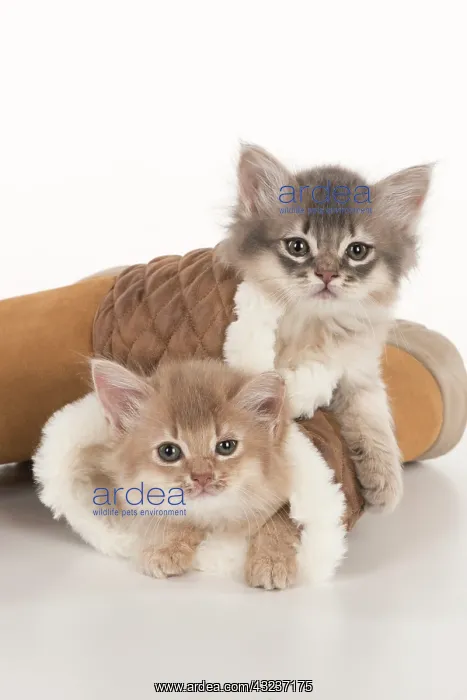 : CAT. Somali kittens ( 8 weeks old ) blue & fawn CAT : CAT. Somali kittens ( 8 weeks old ) blue & fawn CAT