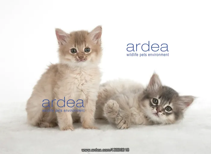 : CAT. Somali kittens ( 8 weeks old ) fawn & blue CAT : CAT. Somali kittens ( 8 weeks old ) fawn & blue CAT