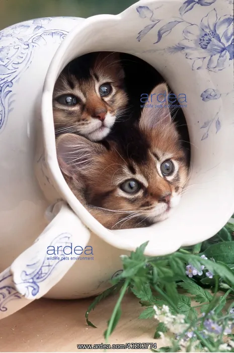 : Cat - Somali Kittens in blue and white china jug : Cat - Somali Kittens in blue and white china jug