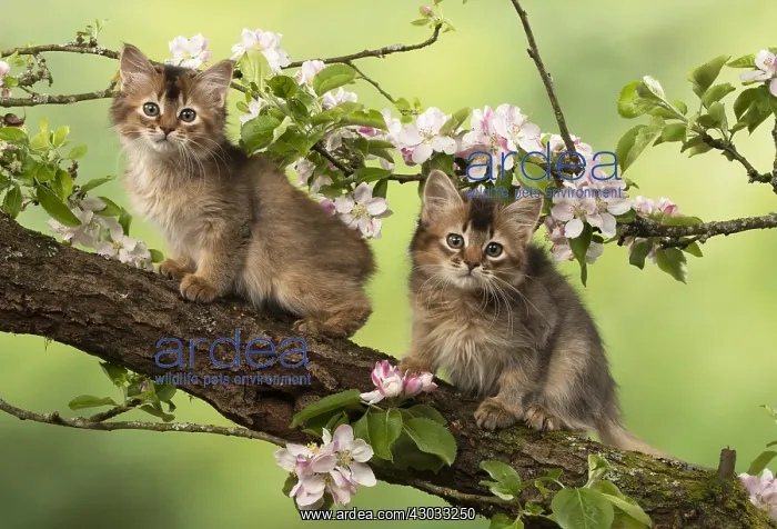 : CAT. Somali kittens ( tortise shell and usual ) : CAT. Somali kittens ( tortise shell and usual )