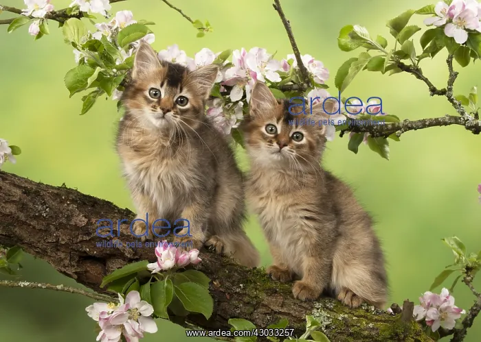 : CAT. Somali kittens ( tortise shell and usual ) : CAT. Somali kittens ( tortise shell and usual )