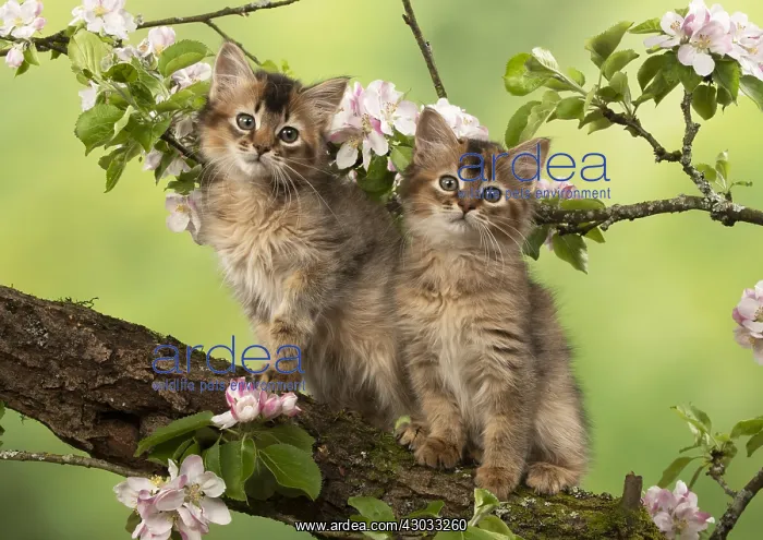 : CAT. Somali kittens ( tortise shell and usual ) : CAT. Somali kittens ( tortise shell and usual )