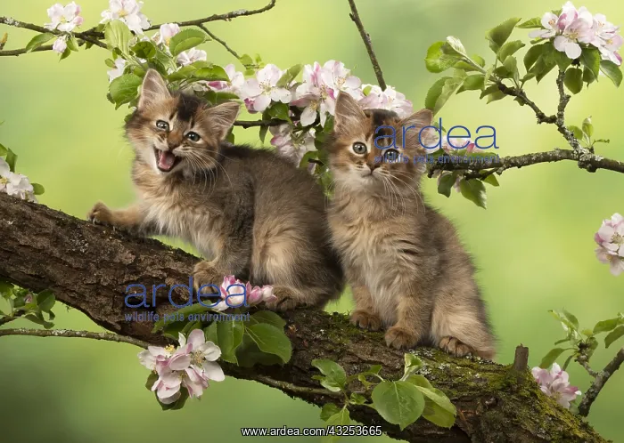 : CAT. Somali kittens ( tortise shell and usual ) : CAT. Somali kittens ( tortise shell and usual )