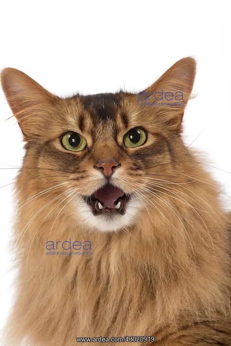  : Cat Somali mouth open