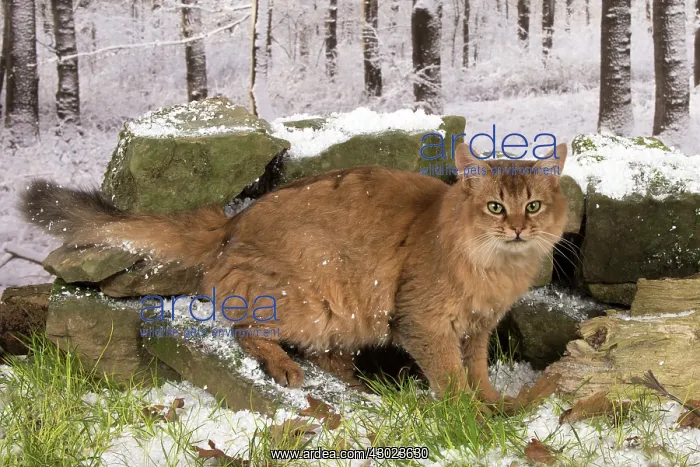  : Cat Somali  /  Sorrel
