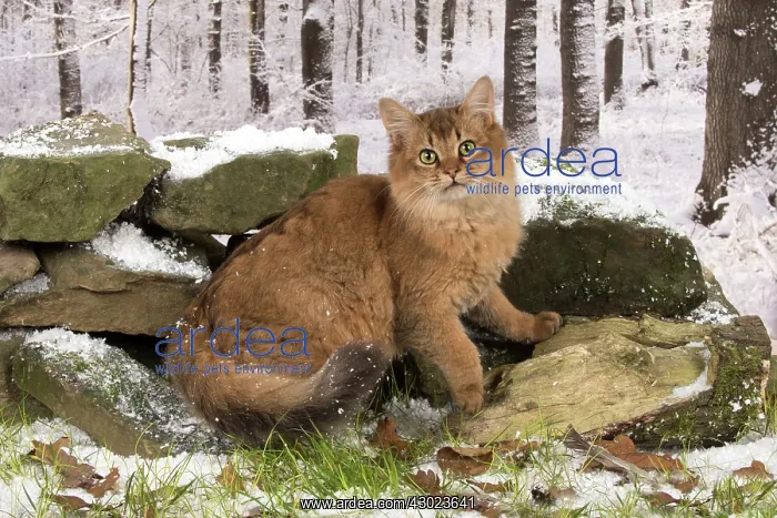  : Cat Somali  /  Sorrel