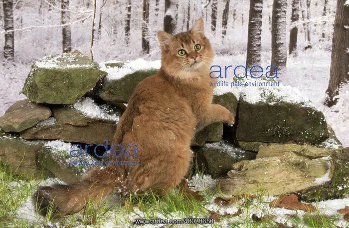  : Cat Somali  /  Sorrel