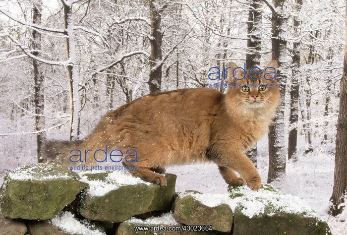  : Cat Somali  /  Sorrel