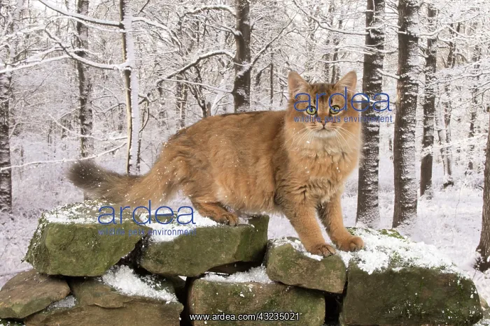  : Cat Somali  /  Sorrel