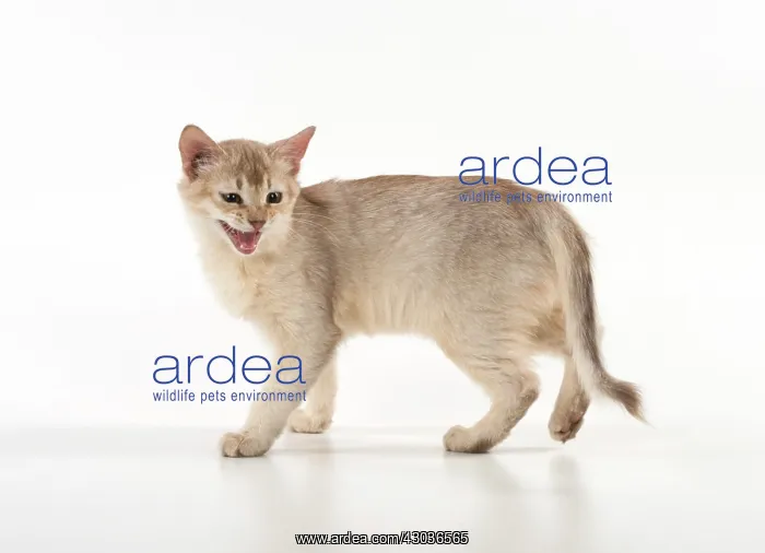 : CAT. Somali, Sorrel silver : CAT. Somali, Sorrel silver