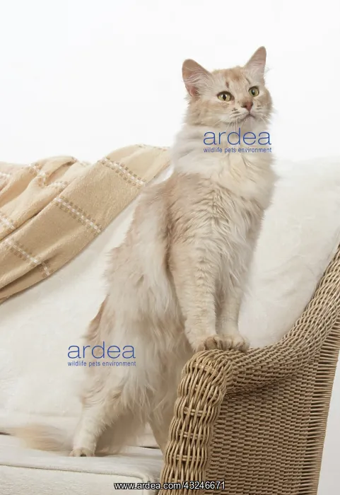  : Cat Somali, sorrel silver