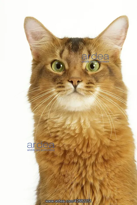  : Cat - Somali in studio