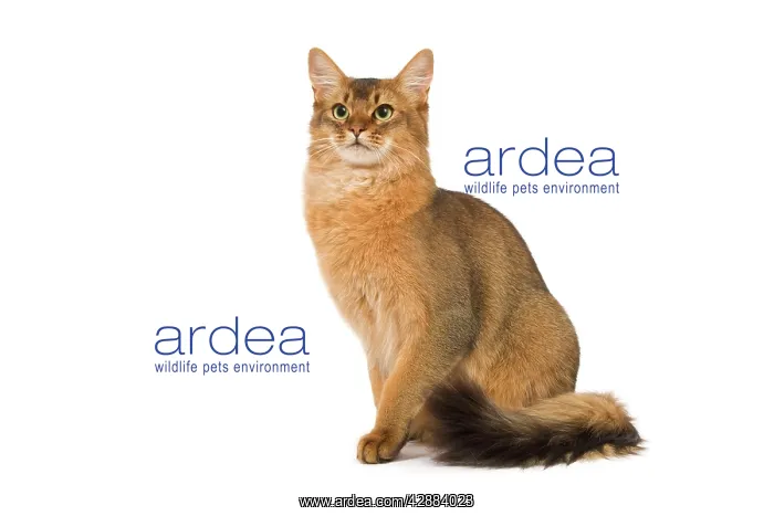  : Cat - Somali in studio