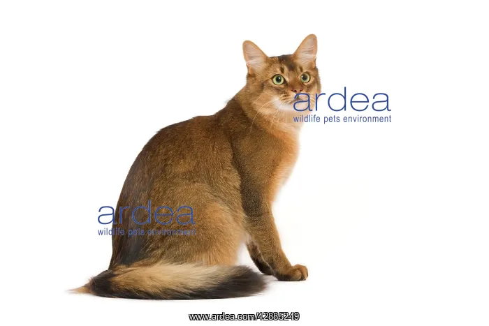  : Cat - Somali in studio