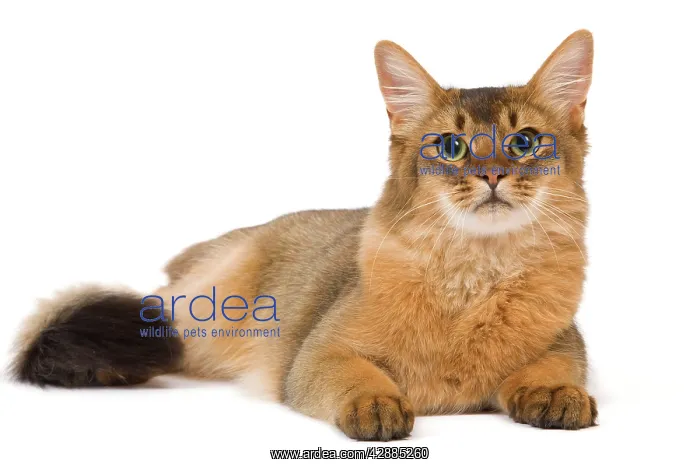  : Cat - Somali in studio