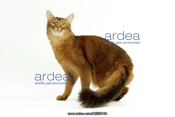  : Cat - Somali in studio