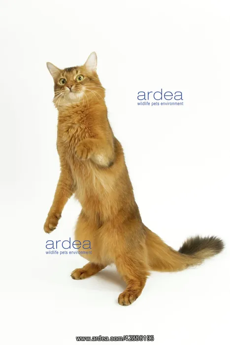  : Cat - Somali in studio