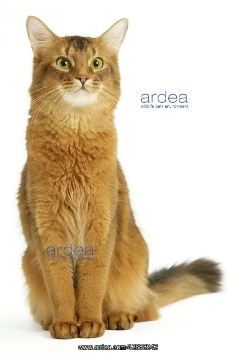 : Cat - Somali in studio