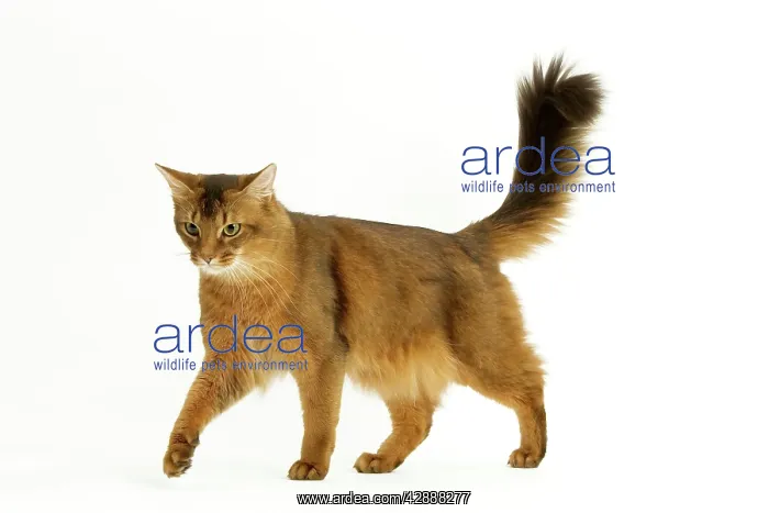  : Cat - Somali in studio