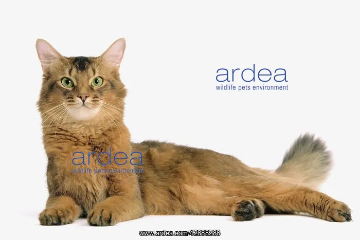  : Cat - Somali in studio