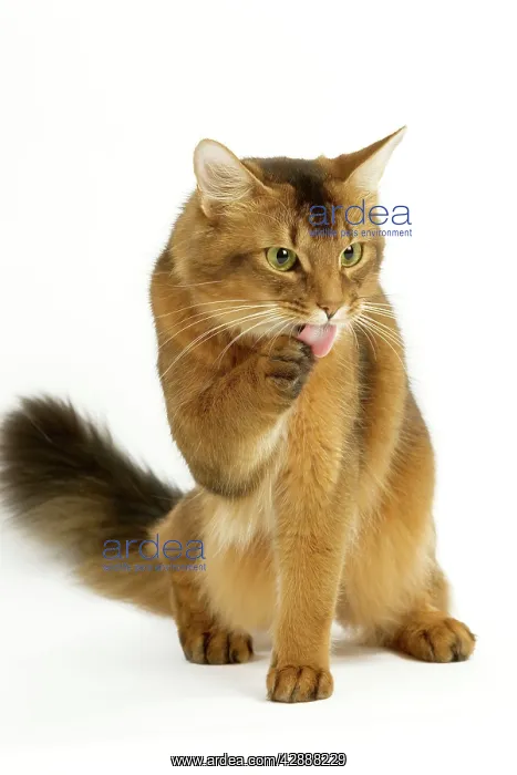  : Cat - Somali in studio groomimg