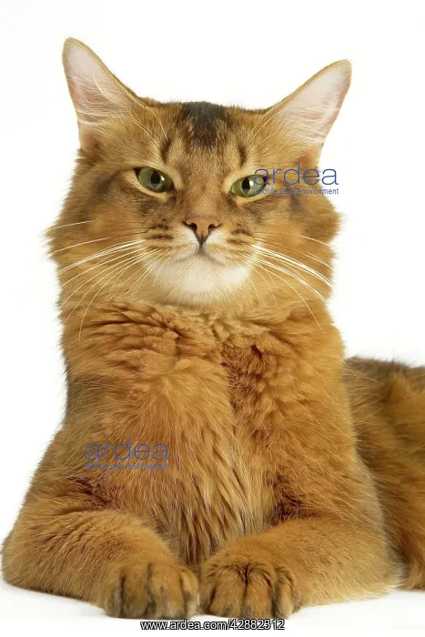  : Cat - Somali in studio - ruddy variety
