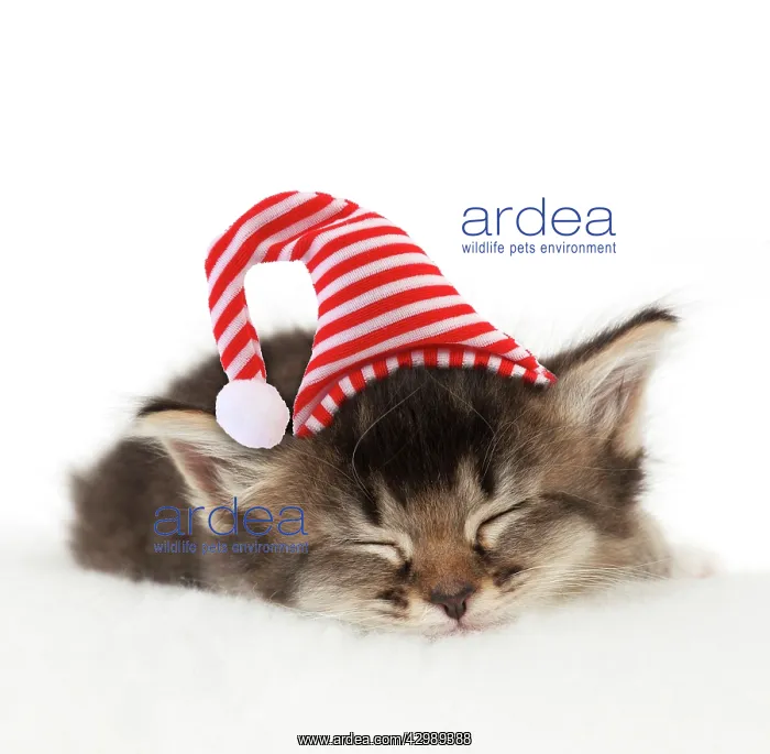 : CAT. Somali x Tabby : CAT. Somali x Tabby