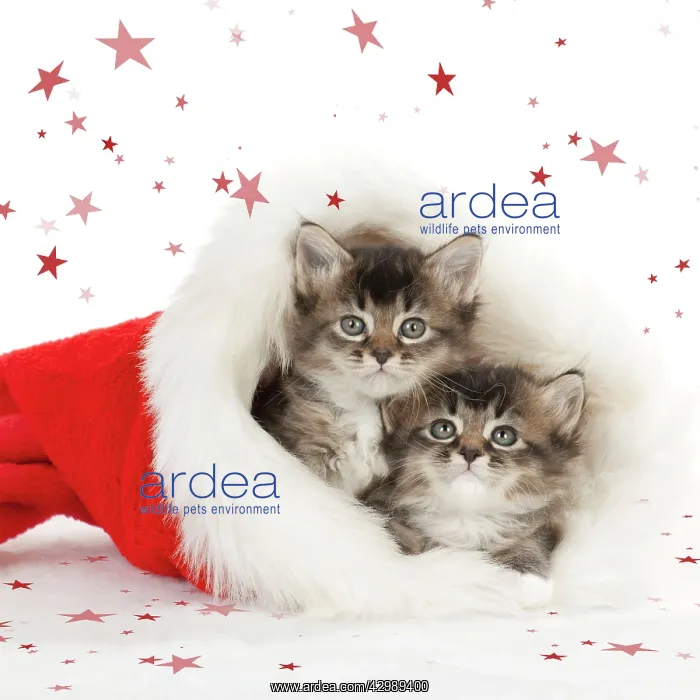 : CAT - Somali x Tabby : CAT - Somali x Tabby