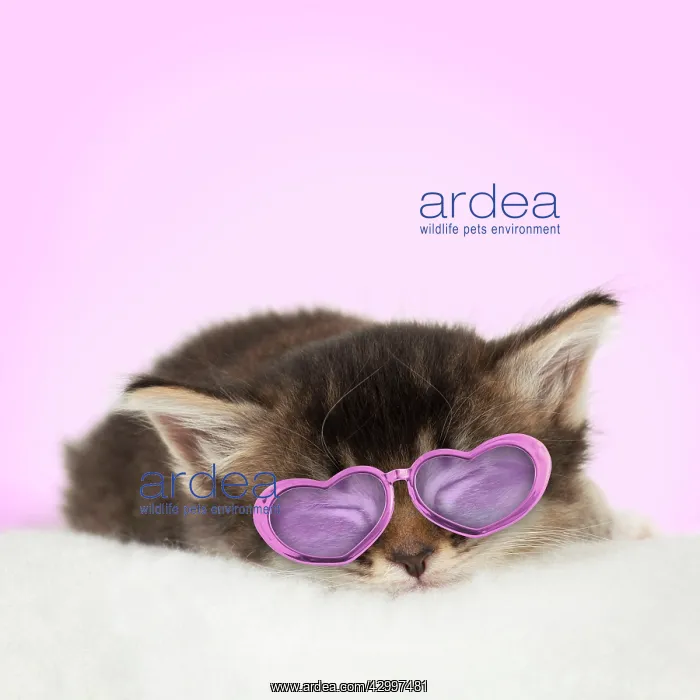 : Cat - Somali x Tabby 5 week old kitten sleeping : Cat - Somali x Tabby 5 week old kitten sleeping