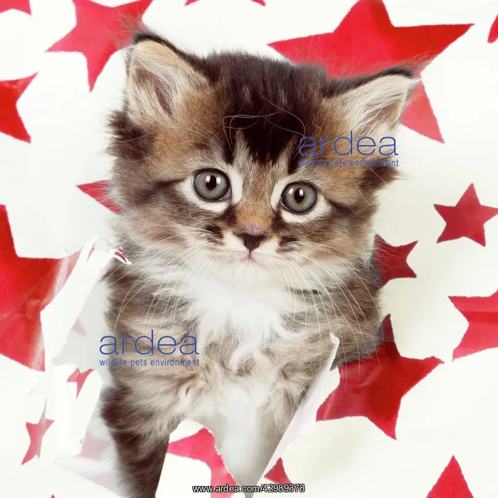 : CAT - Somali x tabby kitten about 5 weeks old : CAT - Somali x tabby kitten about 5 weeks old